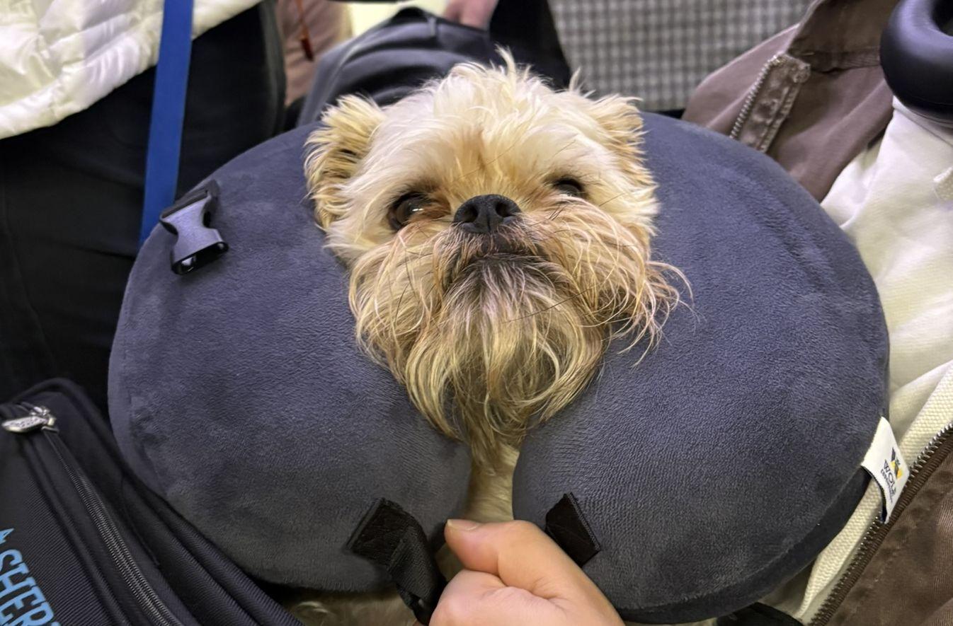 The Wedding Website of Kaela Sung and Anthony Moschella