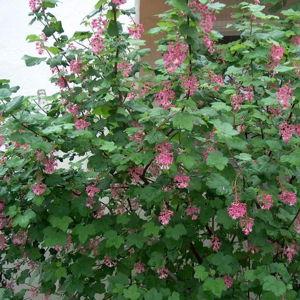 Red Flowering Currant (1)