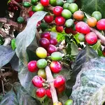 Coffee Finca and Antigua Tour