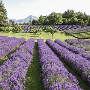 Wanaka Lavender Farm