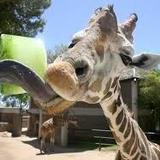 Reid Park Zoo