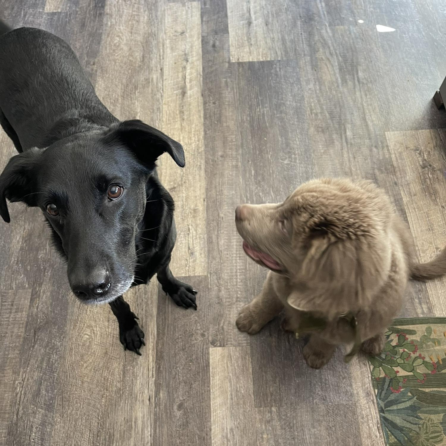 River and Morgans furry boys!