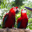 Jungle Island
