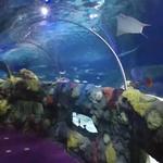 SEA LIFE Charlotte-Concord