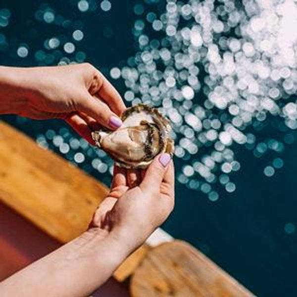 Mali Ston Bay oyster advenure