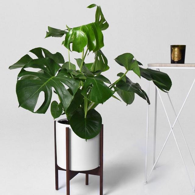 Monstera Plant + Orion Planter + Wooden Stand
