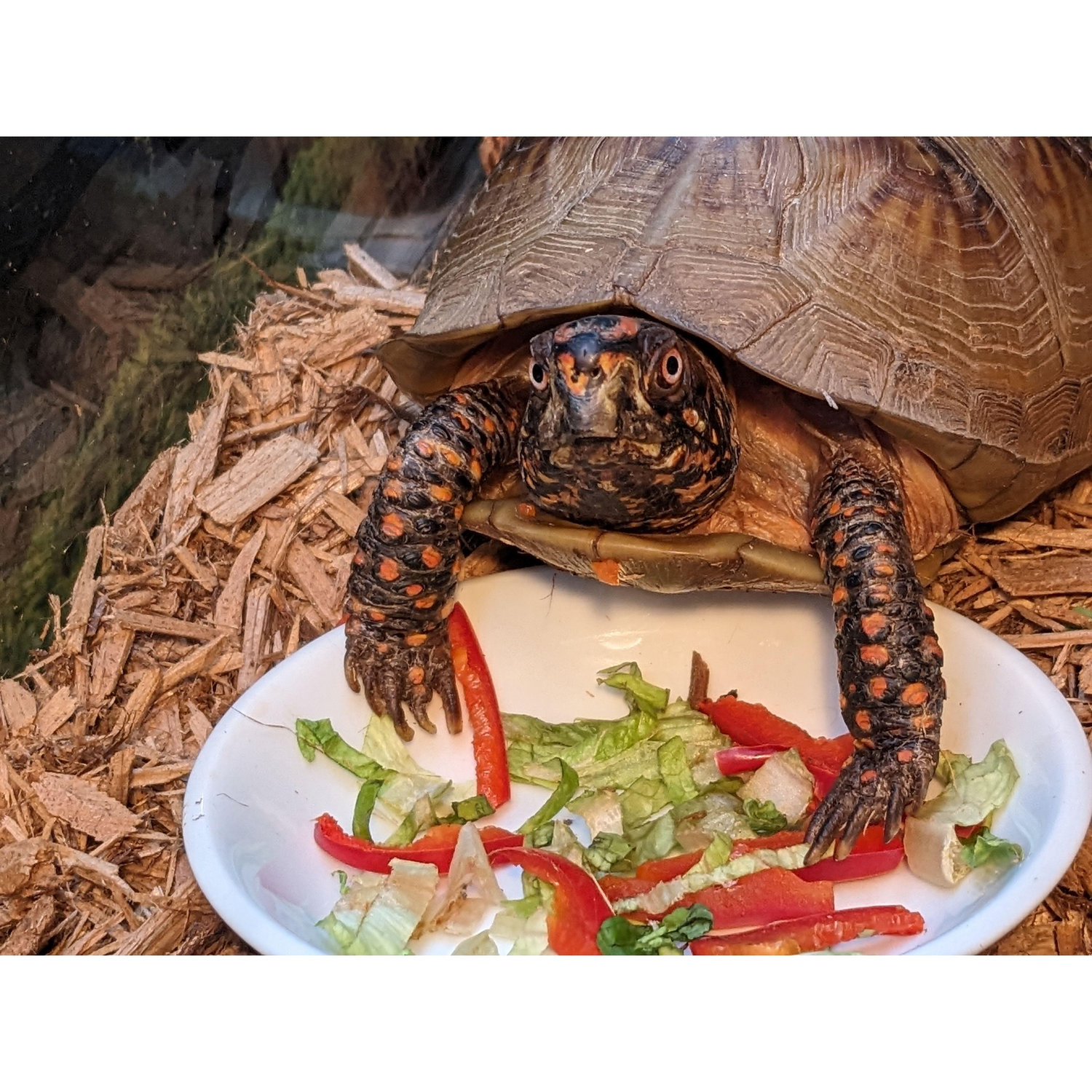 Spots who refuses to eat when looked at