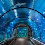 Shark Reef Aquarium at Mandalay Bay