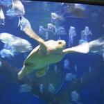 Virginia Aquarium & Marine Science Center
