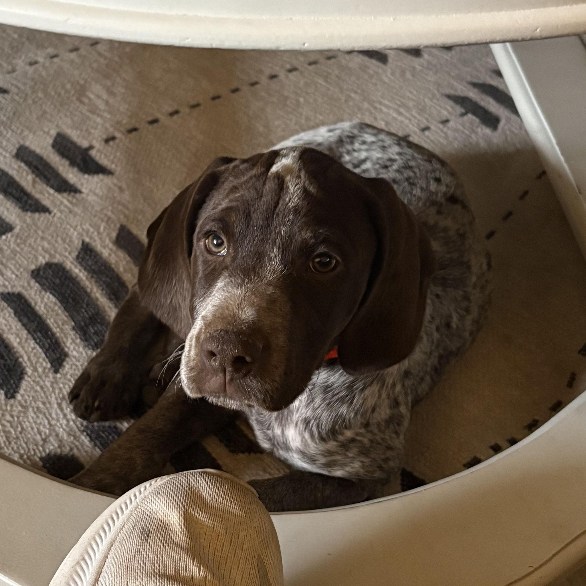 Our second fur baby, he's the sweetest! Him and Barb are the best of friends!!