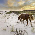 Assateague Island National Seashore