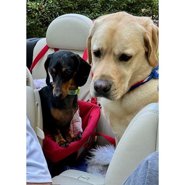 The boys love a ride in the convertible, especially if it means stopping for a bite at Chick-fil-A!