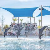 Gulfarium Marine Adventure Park