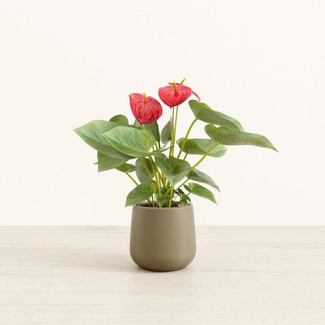 easyplant Anthurium