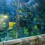 Audubon Aquarium
