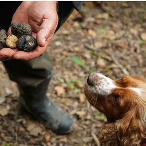 Truffle Hunt Experience
