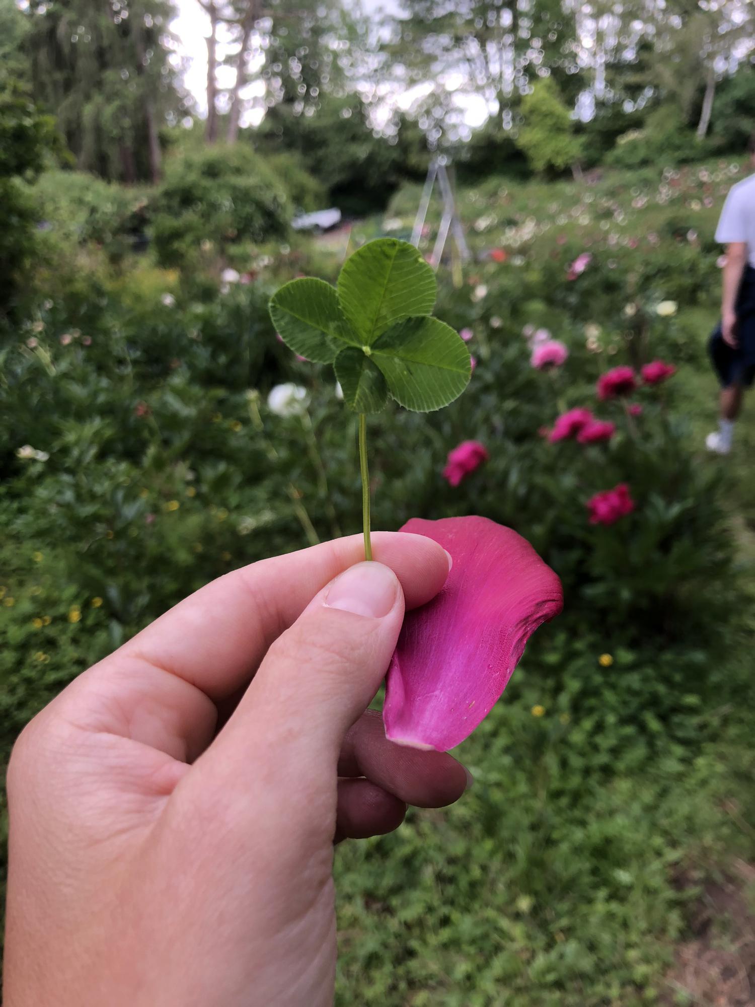 The inspiration to our First Dance song. A true Four Leaf Clover we found on a surprise date to a peony farm.
