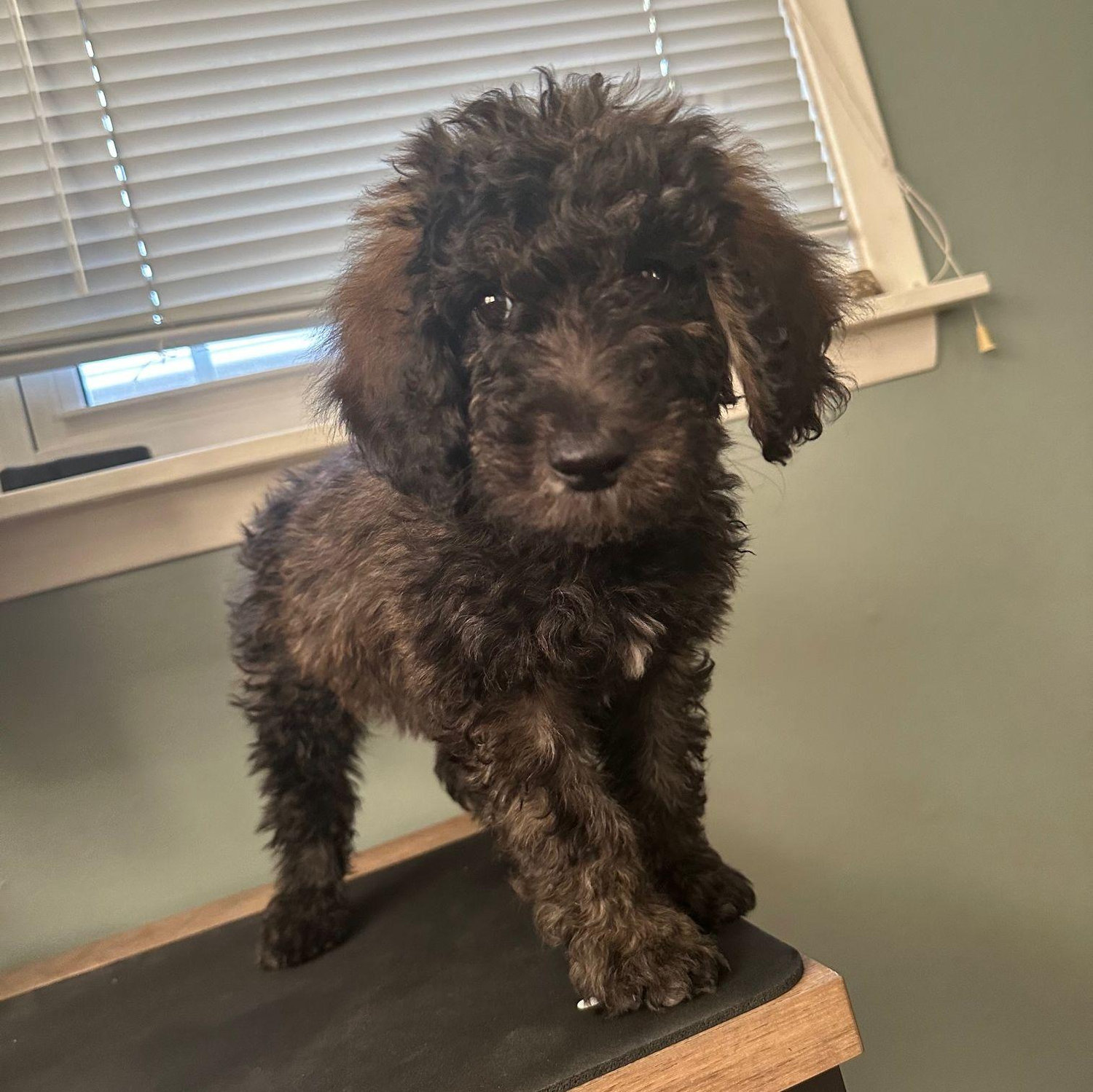 We got a puppy!! He's a lot bigger now but his name is Theo
