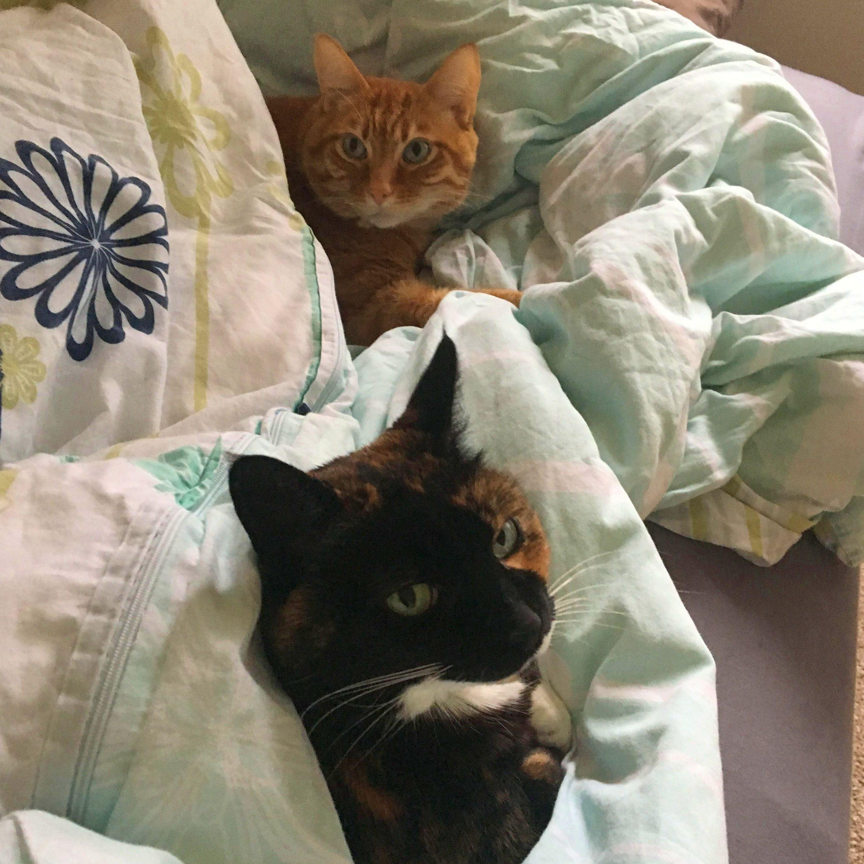 Our babies, all bundled. Too bad they didn't make the guest list... 😸