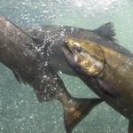 Winchester Dam Fish Ladder