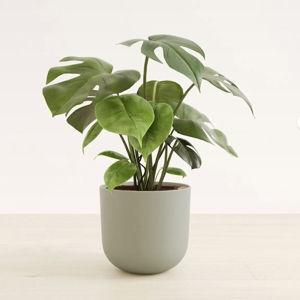 Large Indoor Monstera Deliciosa for Sale | easyplant