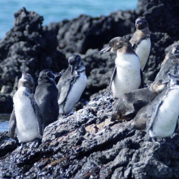 Galápagos penguins - one of the only penguin species living north of the equator!