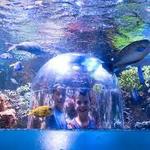 Butterfly House & Aquarium