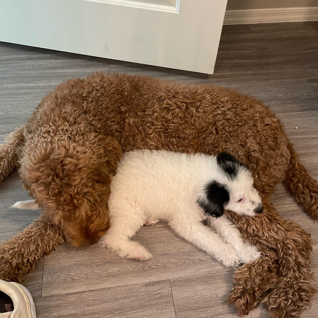For a dog sitter while we’re on our honeymoon 🐕❤️