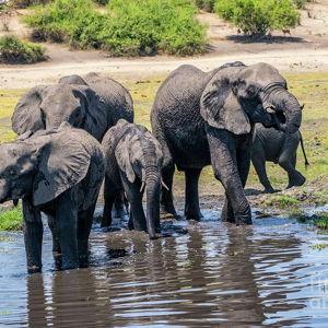 African Safari Honeymoon