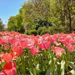 Hahn Horticulture Garden