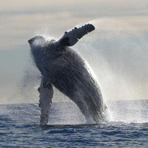 Whale Watching Tour on our Honeymoon