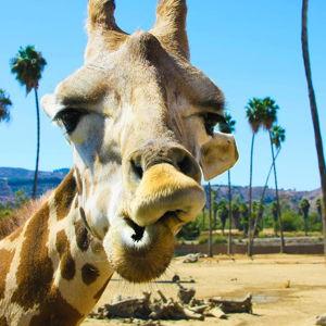 San Diego Zoo Tickets