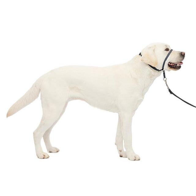PetSafe Gentle Leader No-Pull Dog Headcollar - The Ultimate Solution to Pulling - Redirects Your Dog's Pulling for Easier Walks - Helps You Regain Control - Large, Charcoal