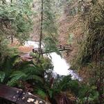 Olympic National Forest
