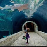 The Dallas World Aquarium