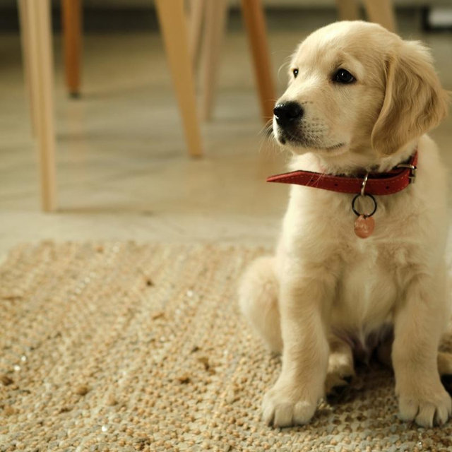 Puppy Fund!