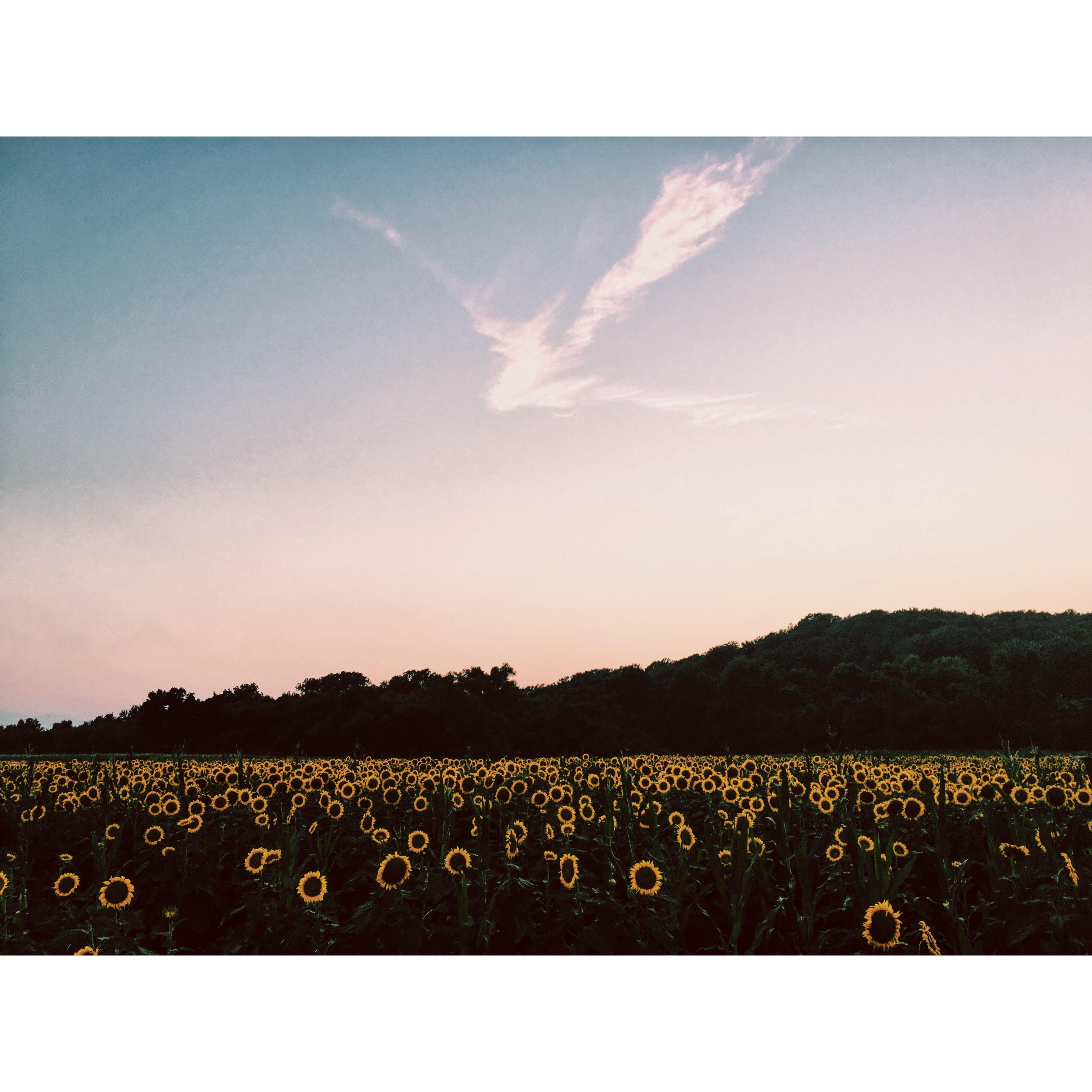 7/20/16: We explored often! Here is a picture when we found a beautiful field of sunflowers while on a drive.