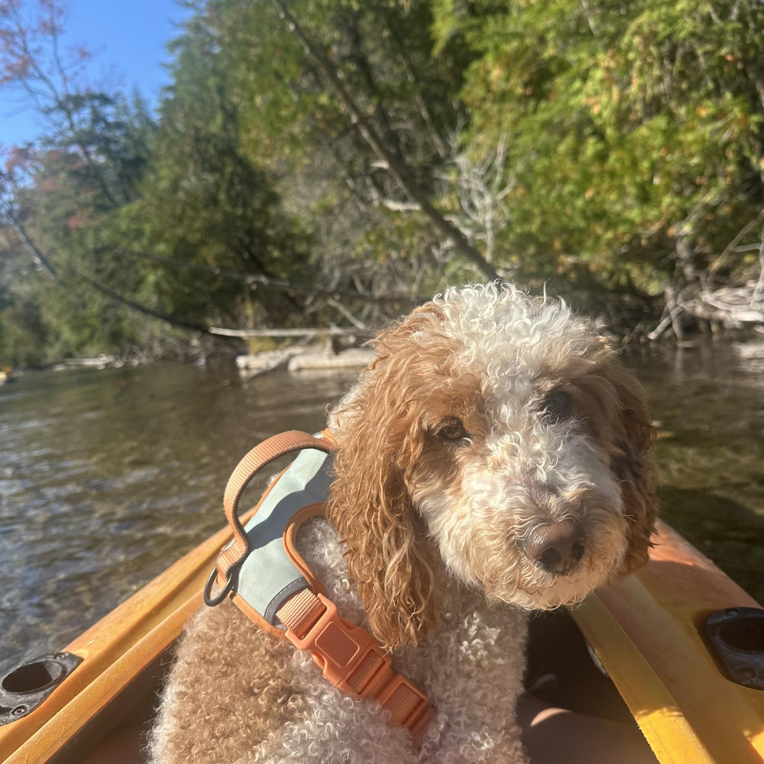 Had to show off our dog, Sadie!