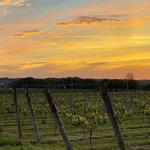 Westport Rivers Vineyard