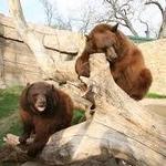 Bill and Eva Williams Bear Habitat