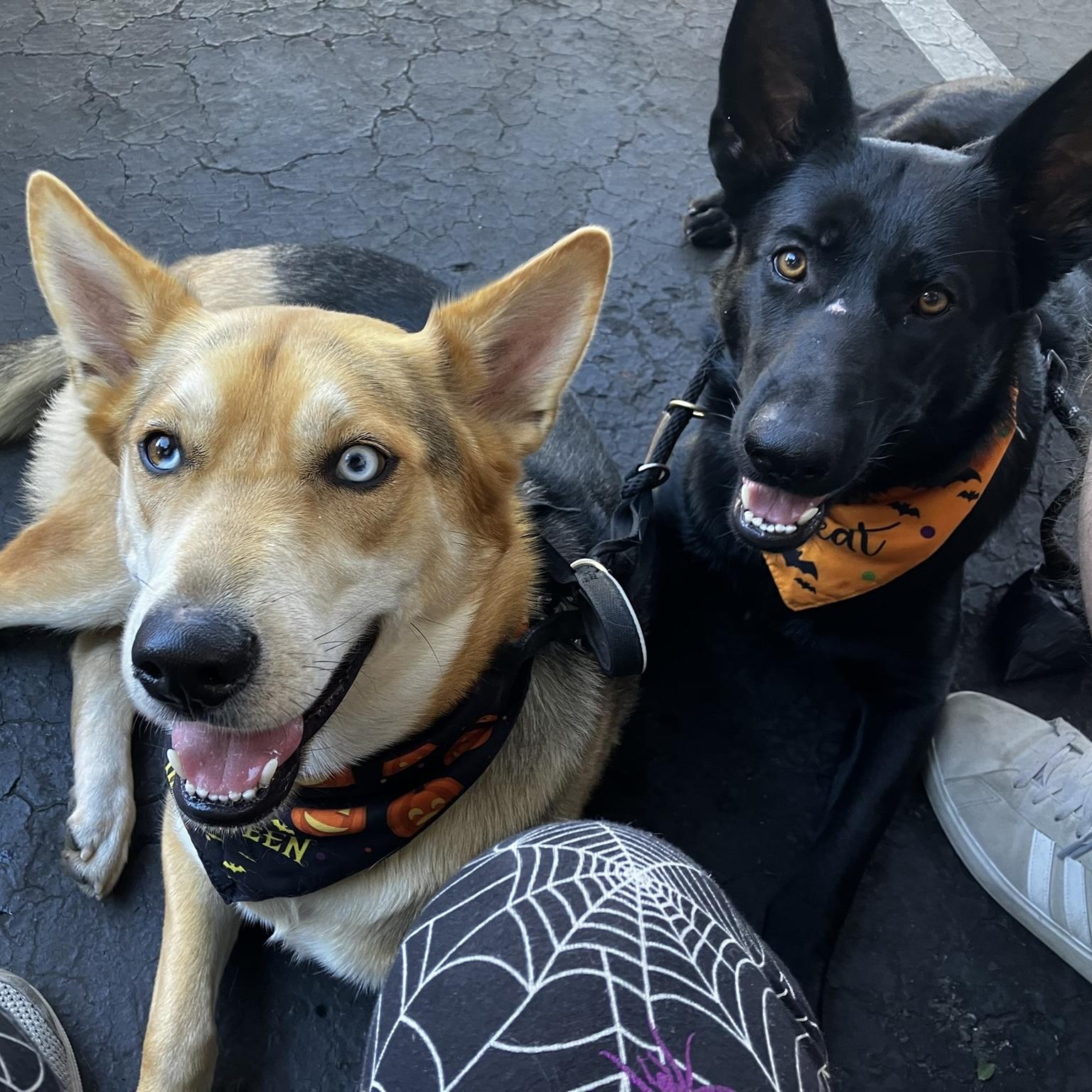 For our Babies - Bella and Shadow