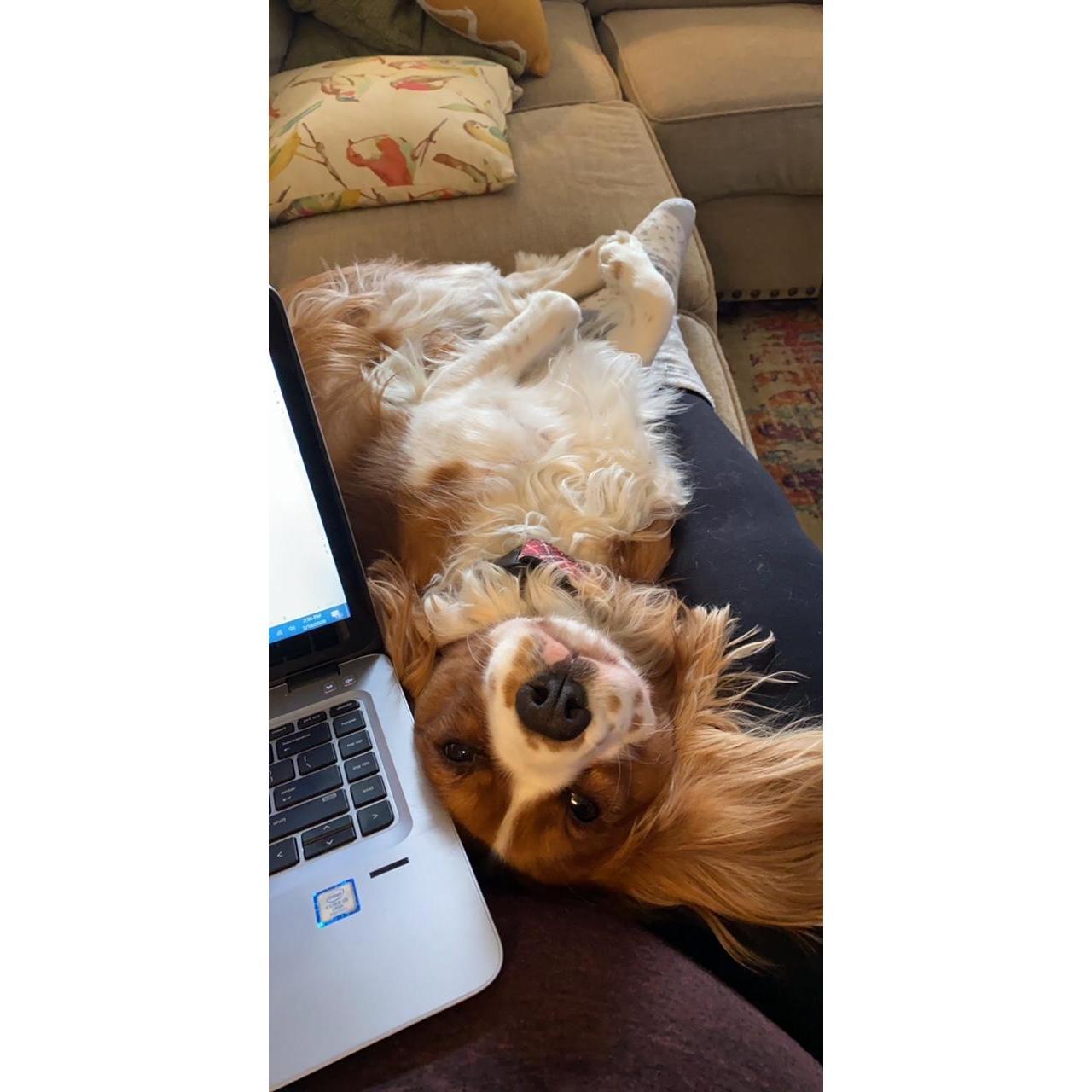 In 2020, our dogs became working from home companions. Clearly, it was quite the trial for them.