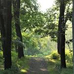 Sterne's Woods & Fen