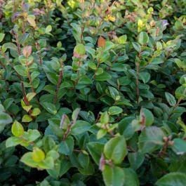 Scarlet Ovation Evergreen Huckleberry