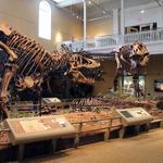 Carnegie Museum of Natural History