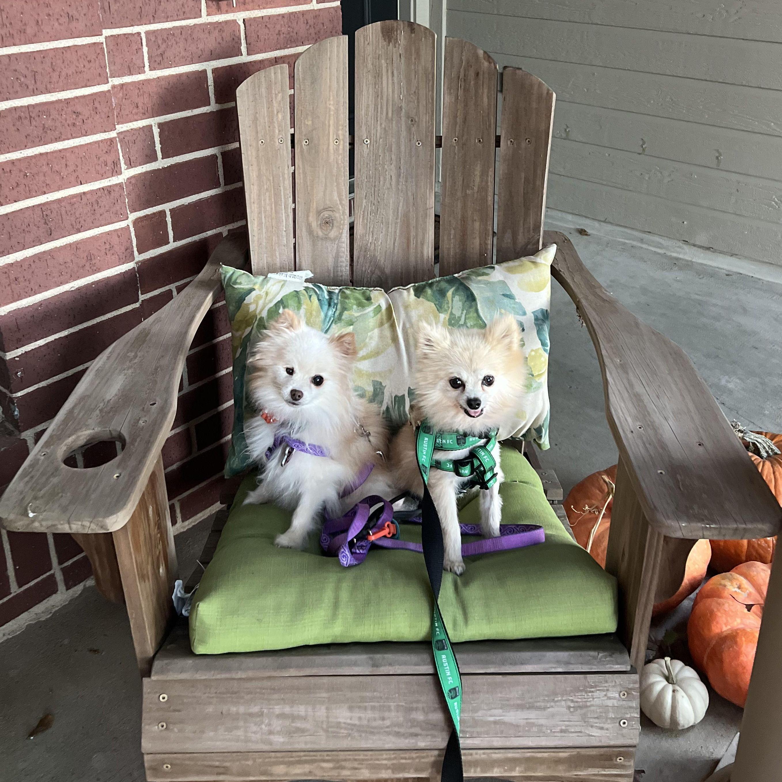 Momo and Gizmo!