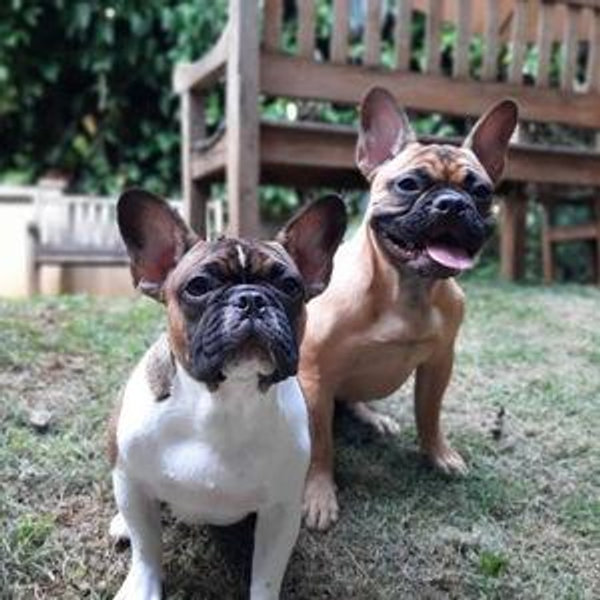 Our Pet Toy Fund