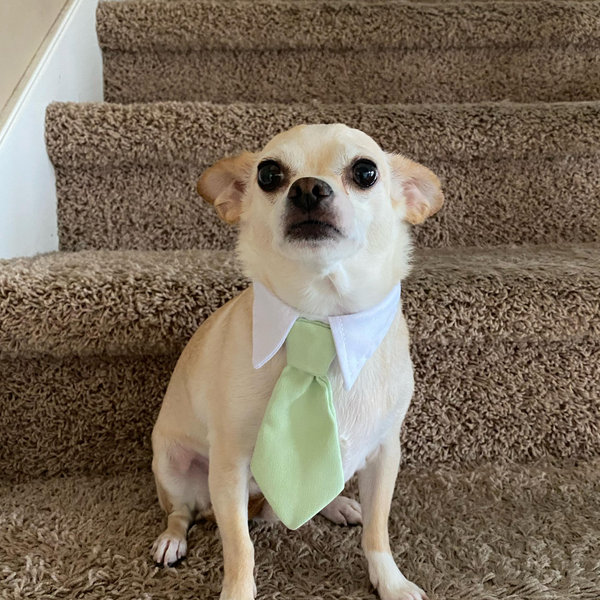 Pet Treat & Toy Fund