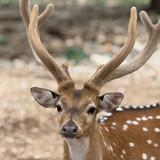 Natural Bridge Wildlife Ranch