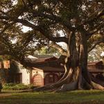 Rancho Los Alamitos Historic Ranch and Gardens